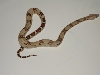 Male #4