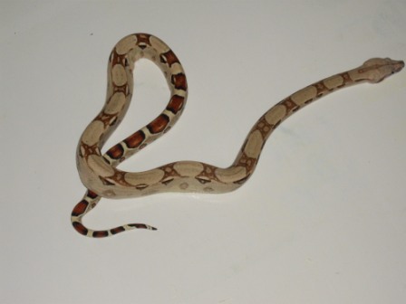 Male #4