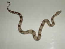 Male #5