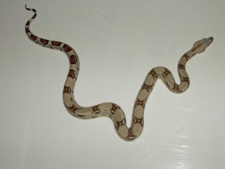 Male #5