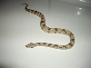 Male #6