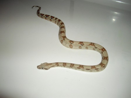 Male #6
