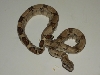 Male #7