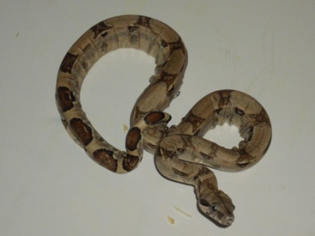 Male #7