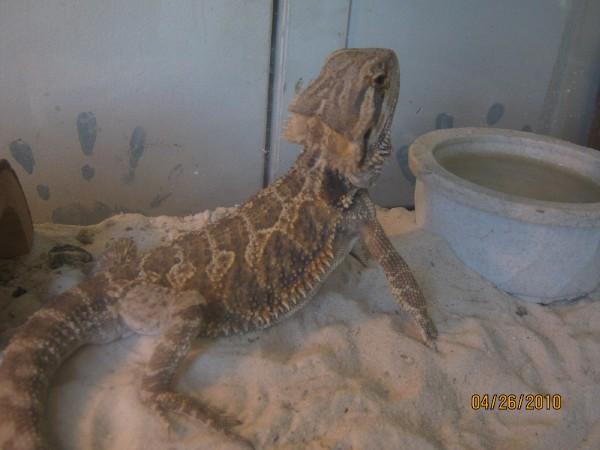 spike the beardy
