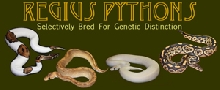 Web Site Banner