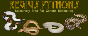 Web Site Banner