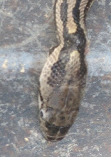 Snake Head