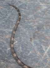 Snake Tail