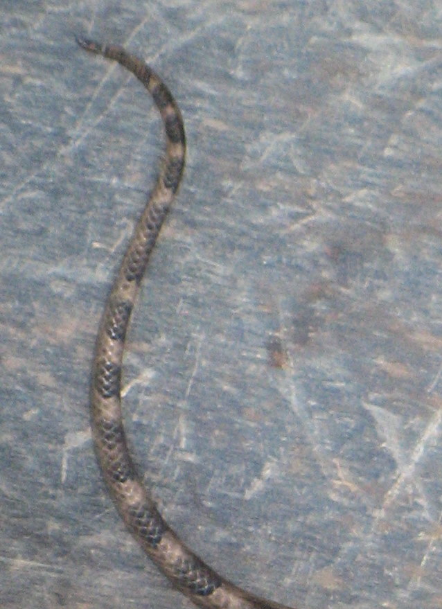 Snake Tail