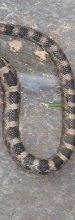 Snake Body