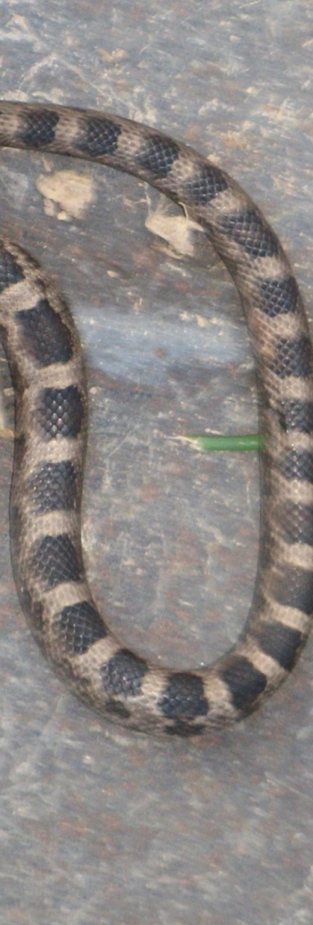 Snake Body