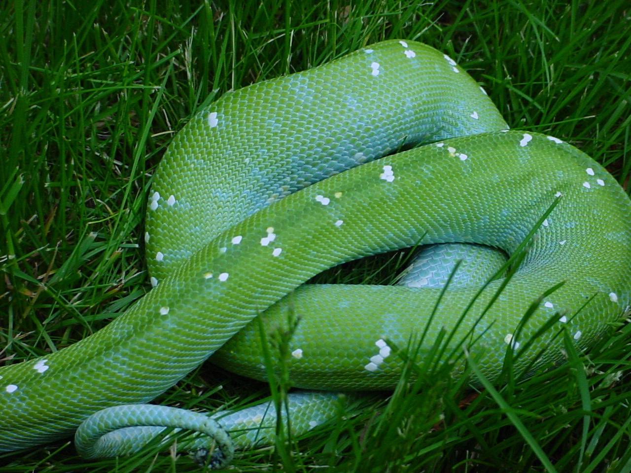 Aru Type Male 5/26/03