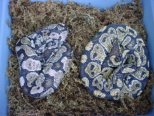 VPI Axanthic and sib 5/03