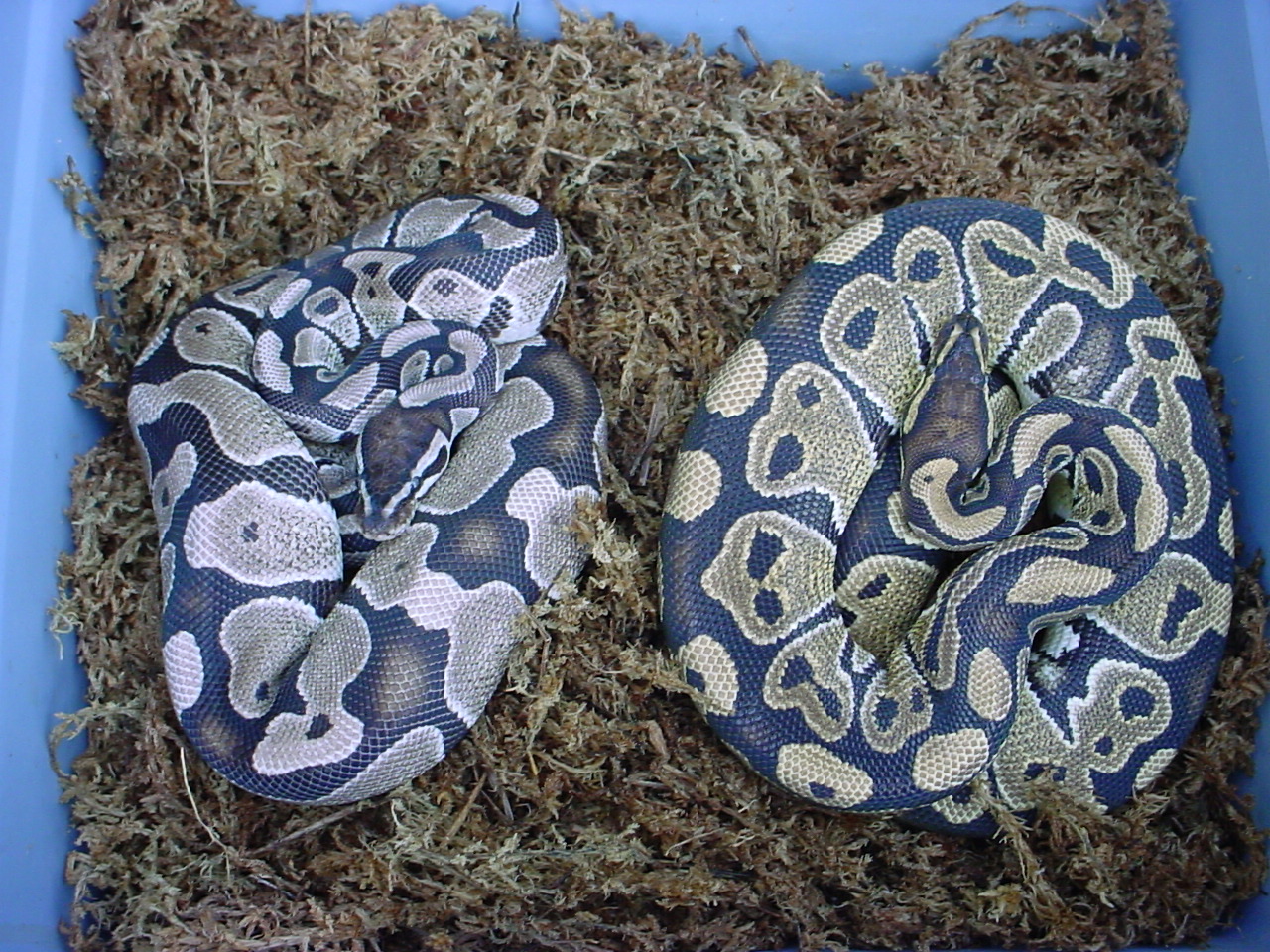 VPI Axanthic and sib 5/03