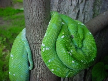 Aru Type Male