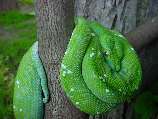 Aru Type Male
