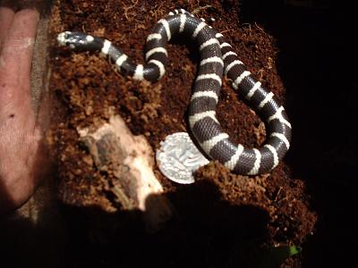 Small Cal King