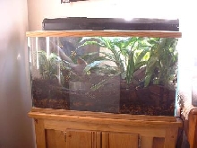 leucs tank