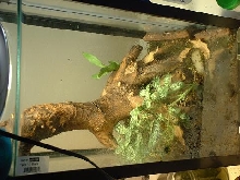 Vents tank
