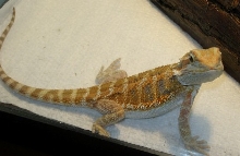 Orange Baby Girl Bearded Dragon