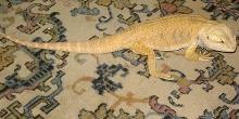 Very Yellow Baby Boy Dragon