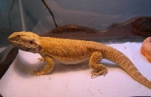 Very Yellow Boy Dragon