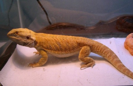 Very Yellow Boy Dragon