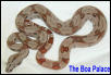 Hypo Female
