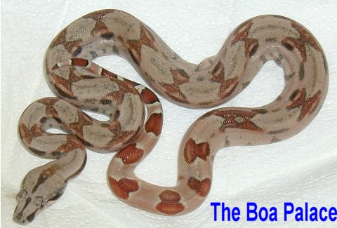 Hypo Female