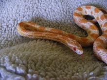 corn snake