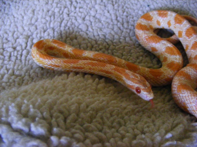 corn snake