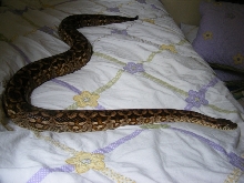 acrantophis dumerili = "Dolly"