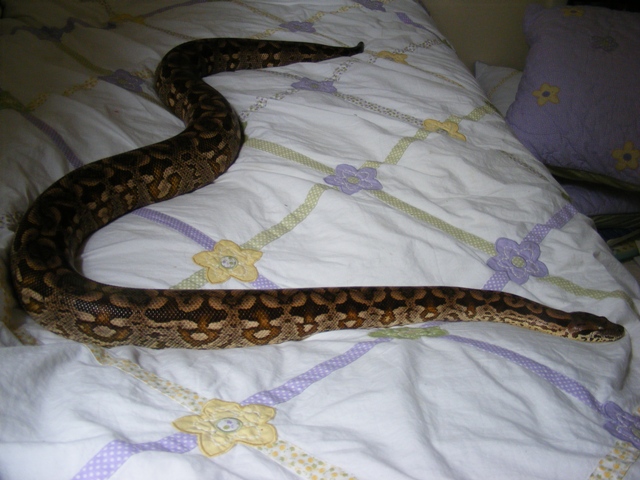 acrantophis dumerili = "Dolly"