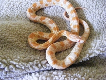 1 corn snake