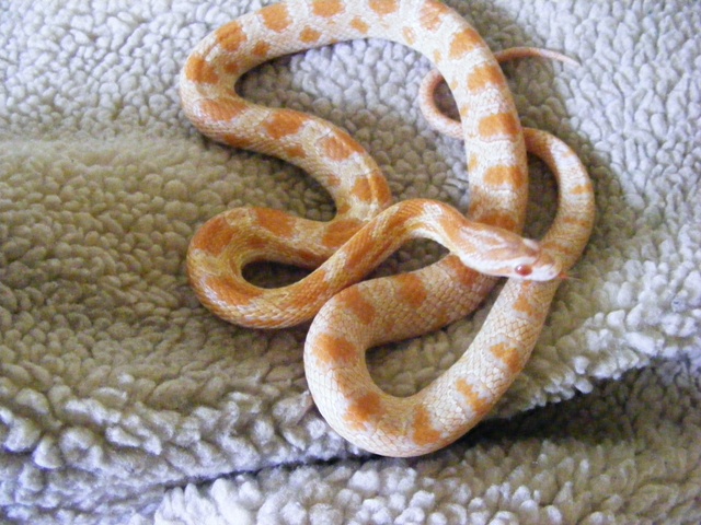 1 corn snake