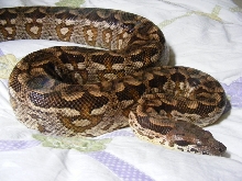 Dumerils Ground  Boa="Dolly"