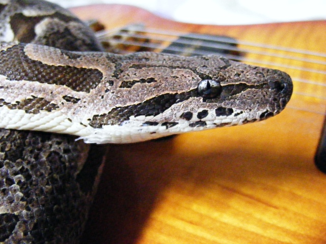Dumerils Boa-Gibson SG