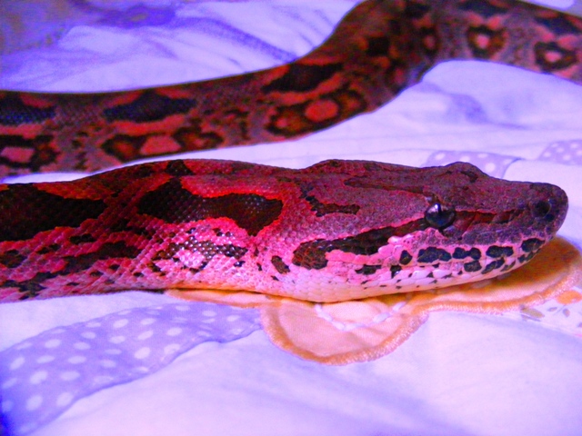 High Pink Dumerils Boa FUJICHROME