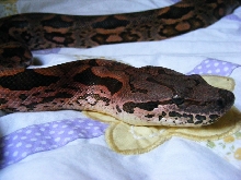 Pink Dumerils Boa