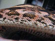 Pink Dumerils Boa-close