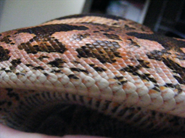 Pink Dumerils Boa-close