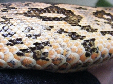 Pink Dumerils Boa close-up