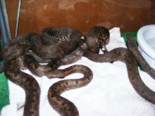 Ambon Boas