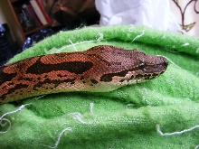 Pink Dumerils Boa