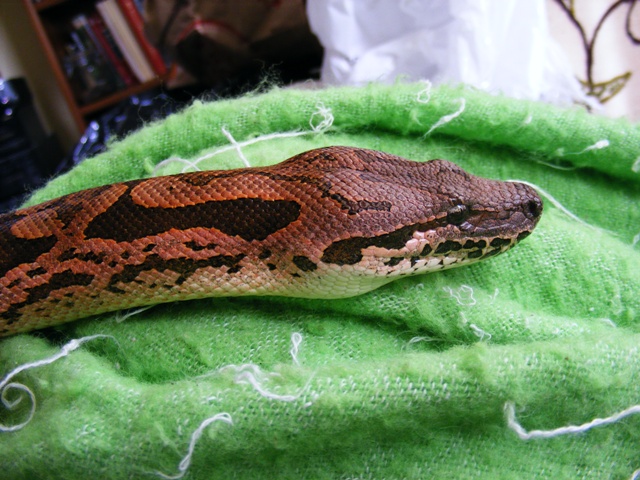 Pink Dumerils Boa