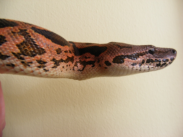 Pink Dumerils Boa