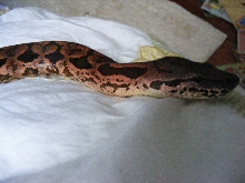 Pink Dumerils Boa