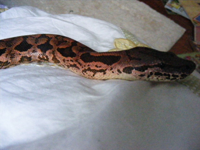 Pink Dumerils Boa