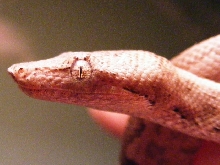 candoia carinata paulsoni